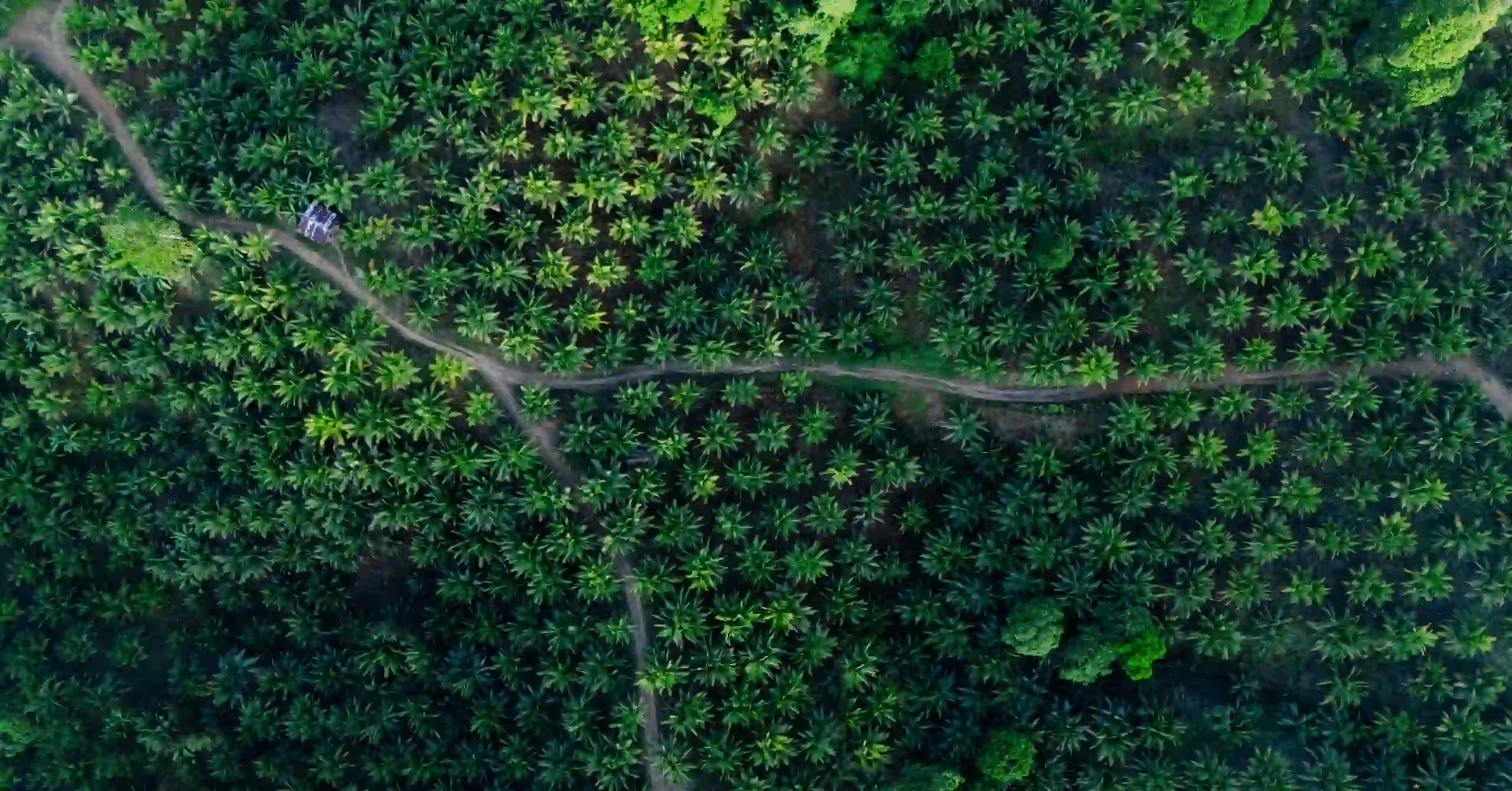 Coconut Farm