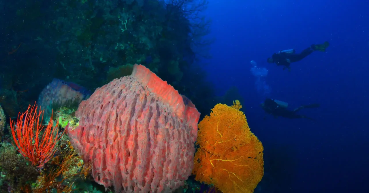 Tubbataha Reef